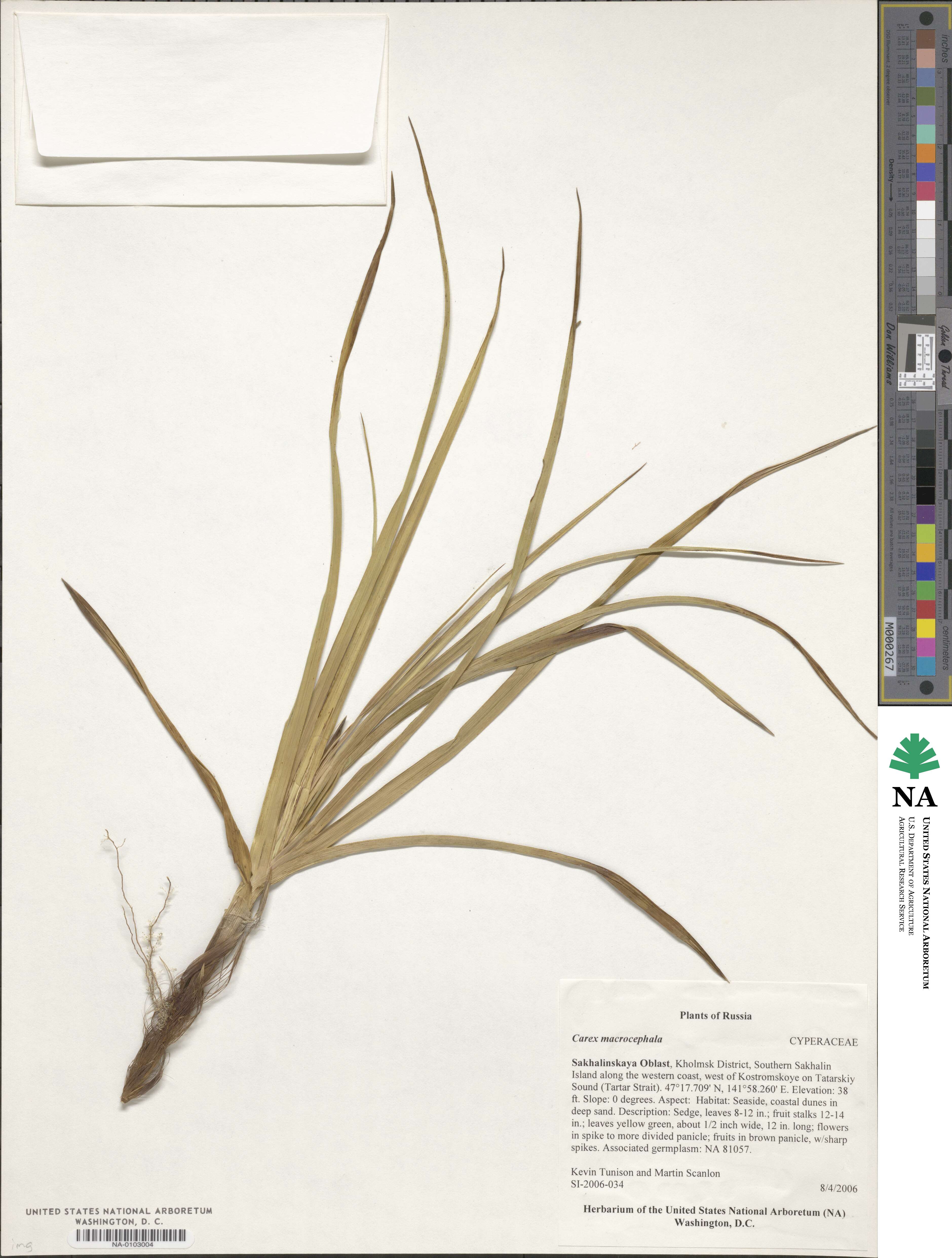 Carex macrocephala image