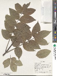 Phellodendron amurense image