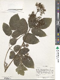 Aralia cordata image