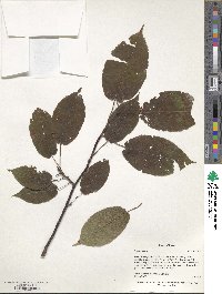 Prunus ssiori image