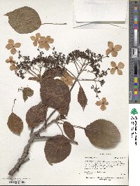 Hydrangea anomala image