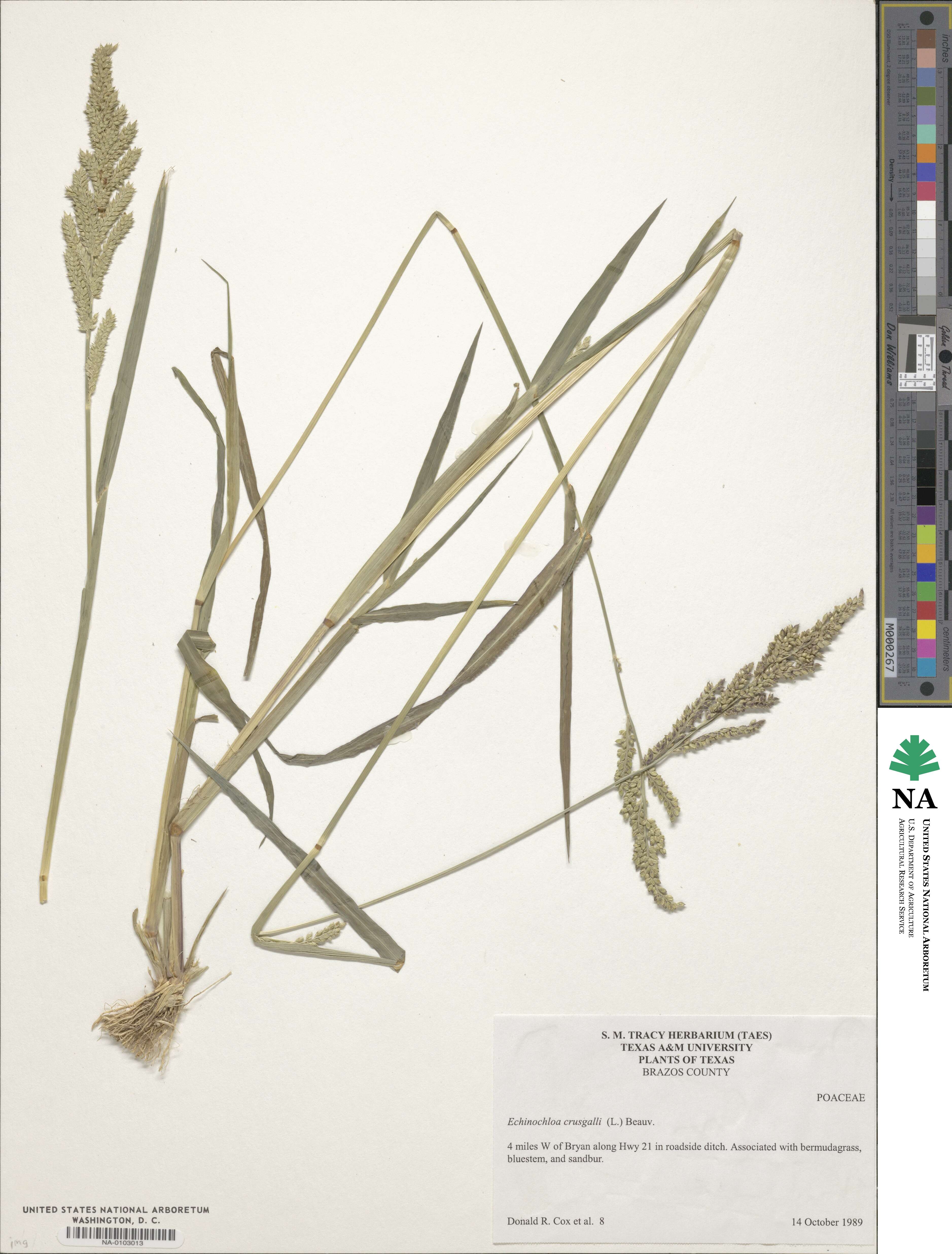 Echinochloa crus-galli image
