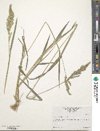 Echinochloa crus-galli image