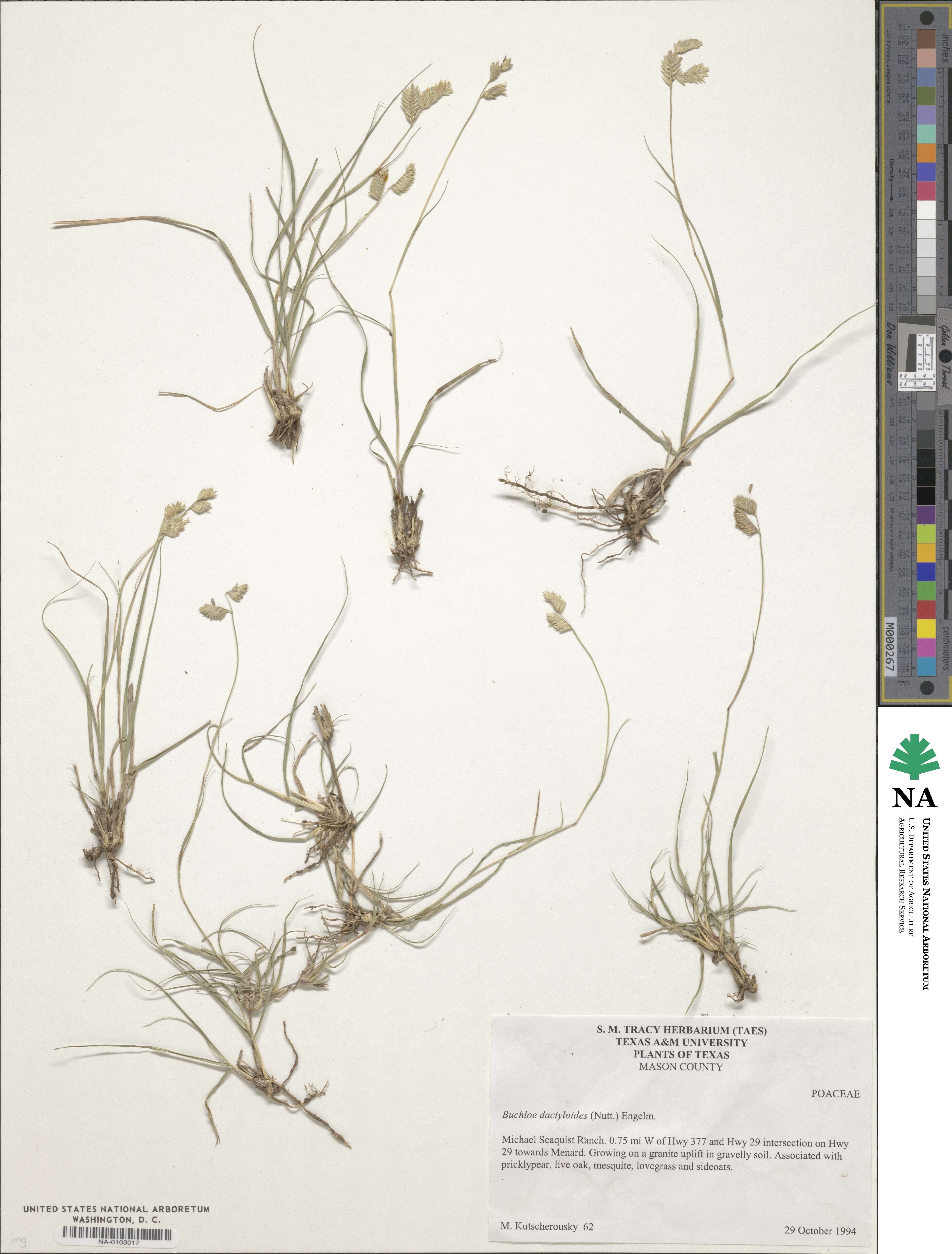 Bouteloua dactyloides image