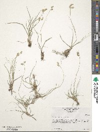 Bouteloua dactyloides image