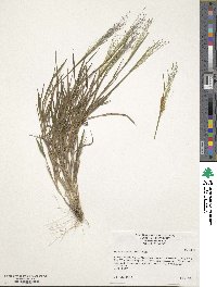 Digitaria cognata image