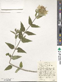 Monarda luteola image