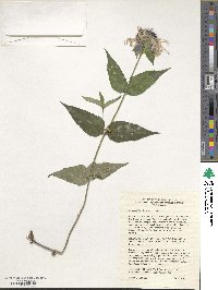 Monarda bradburiana image