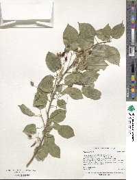 Prunus mahaleb image