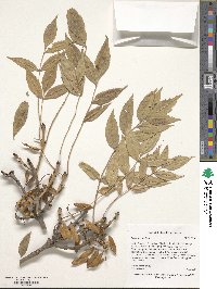 Fraxinus excelsior image