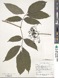 Sambucus nigra image