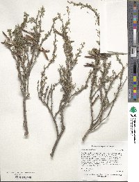 Caragana grandiflora image