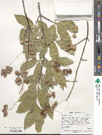 Euonymus europaeus image