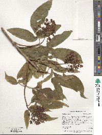 Sambucus racemosa image