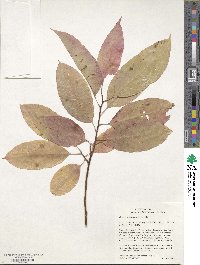 Oxydendrum arboreum image