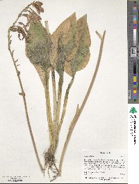 Hosta sieboldii image