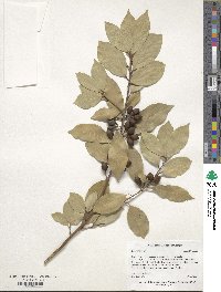 Laurus nobilis image