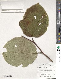 Styrax obassia image