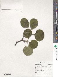 Viburnum wrightii image