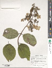 Hydrangea paniculata image