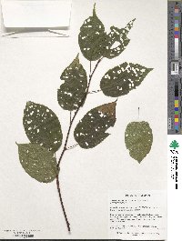 Actinidia kolomikta image