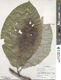 Magnolia obovata image