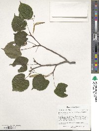 Tilia japonica image