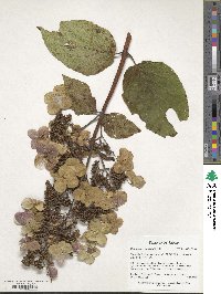 Hydrangea paniculata image