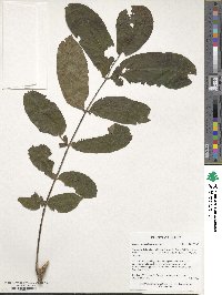 Juglans mandshurica image