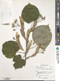 Tilia maximowicziana image