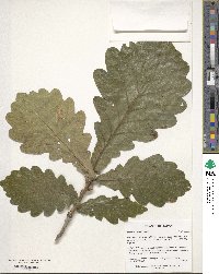 Quercus dentata image