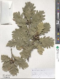 Quercus macranthera image