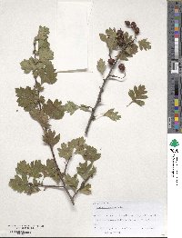 Crataegus caucasica image