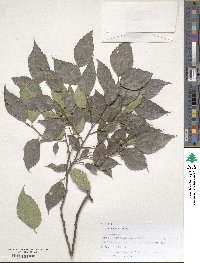 Celtis australis image