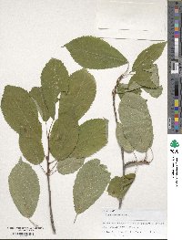 Fagus orientalis image