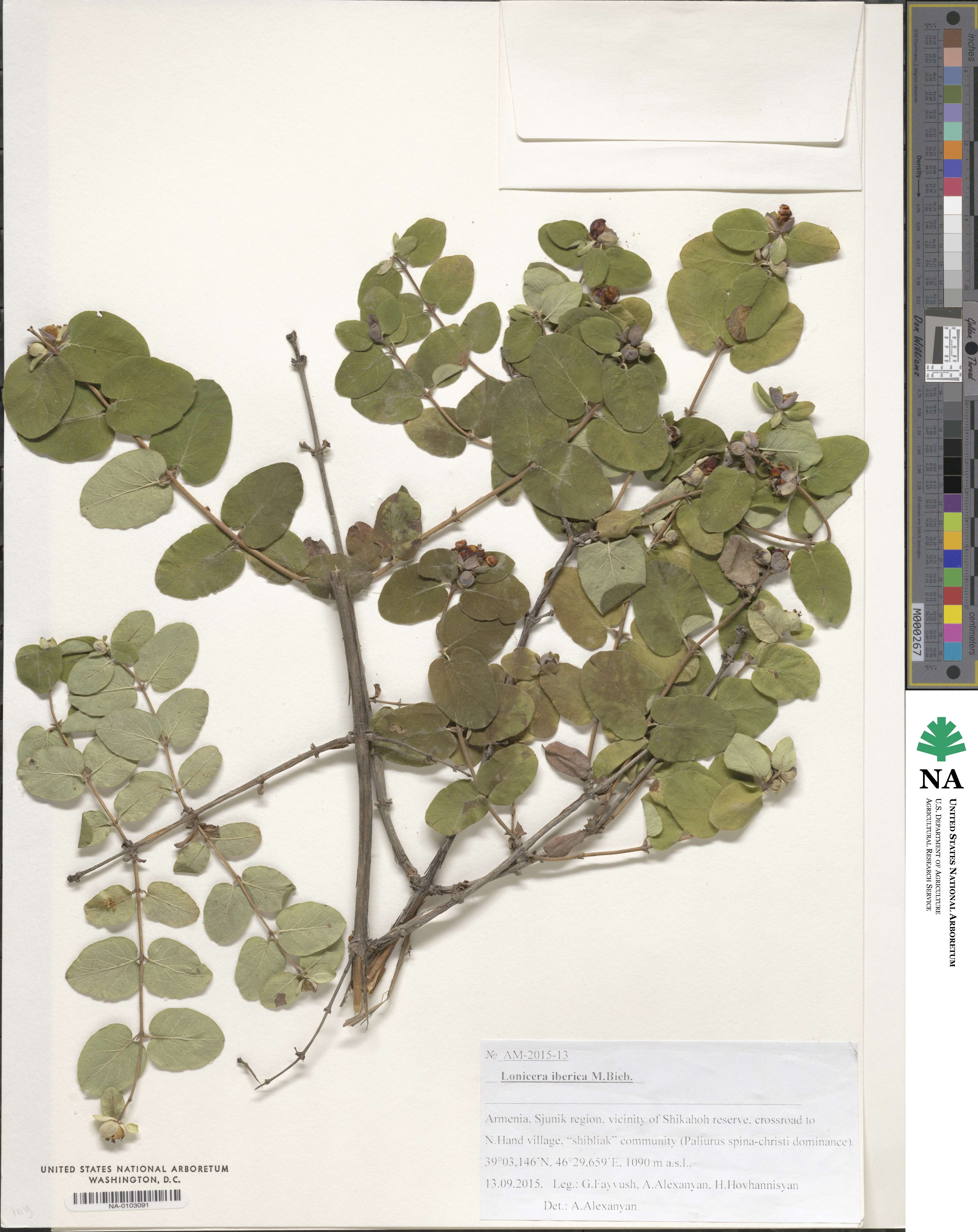 Lonicera iberica image