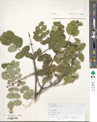 Lonicera iberica image