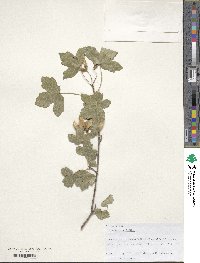 Acer monspessulanum image