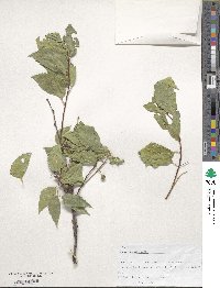 Celtis australis image