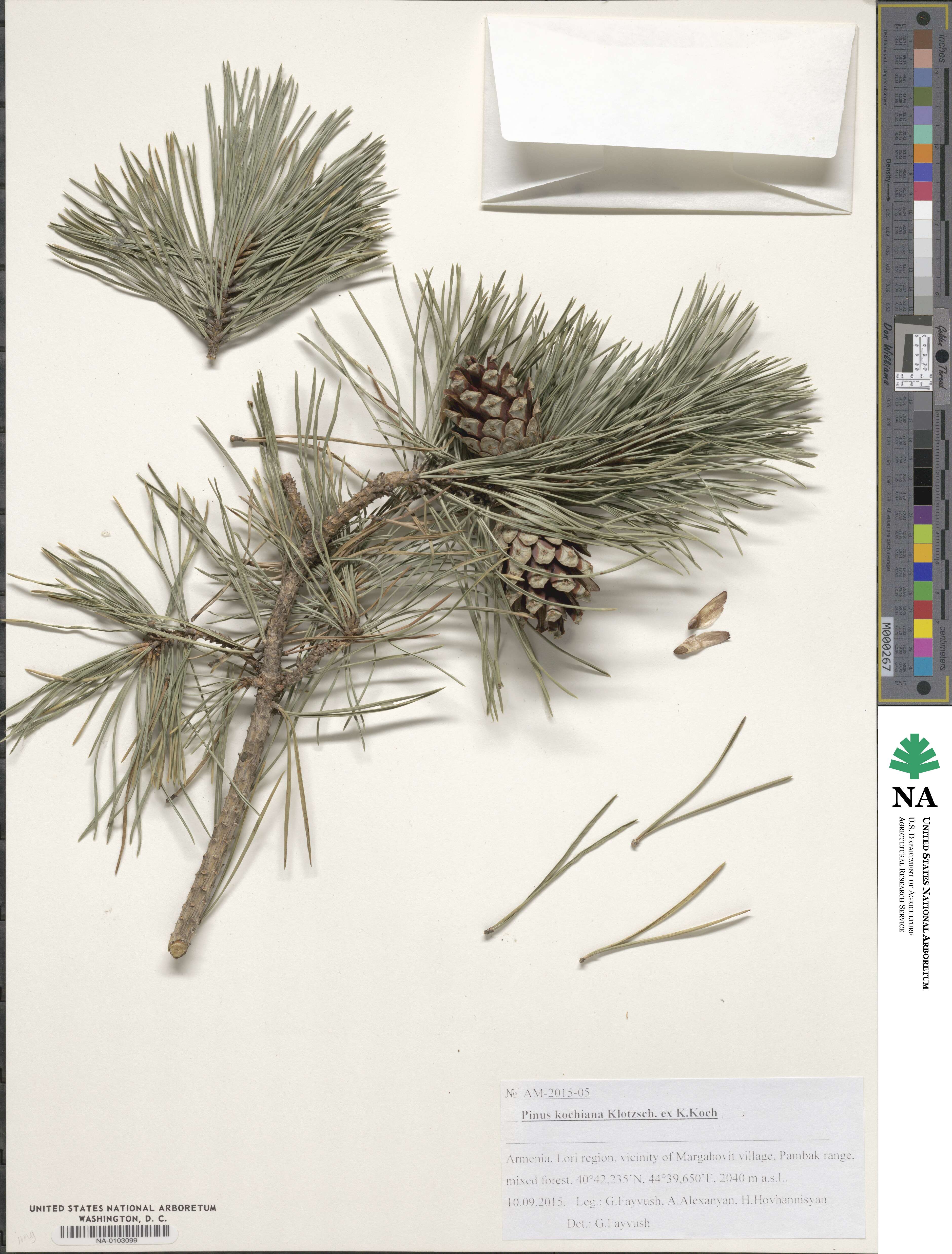 Pinus sylvestris var. hamata image