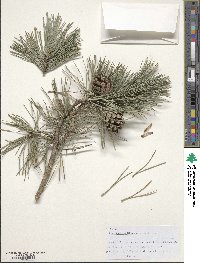 Pinus sylvestris image