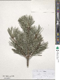 Pinus sylvestris var. hamata image