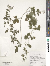 Desmodium glabellum image