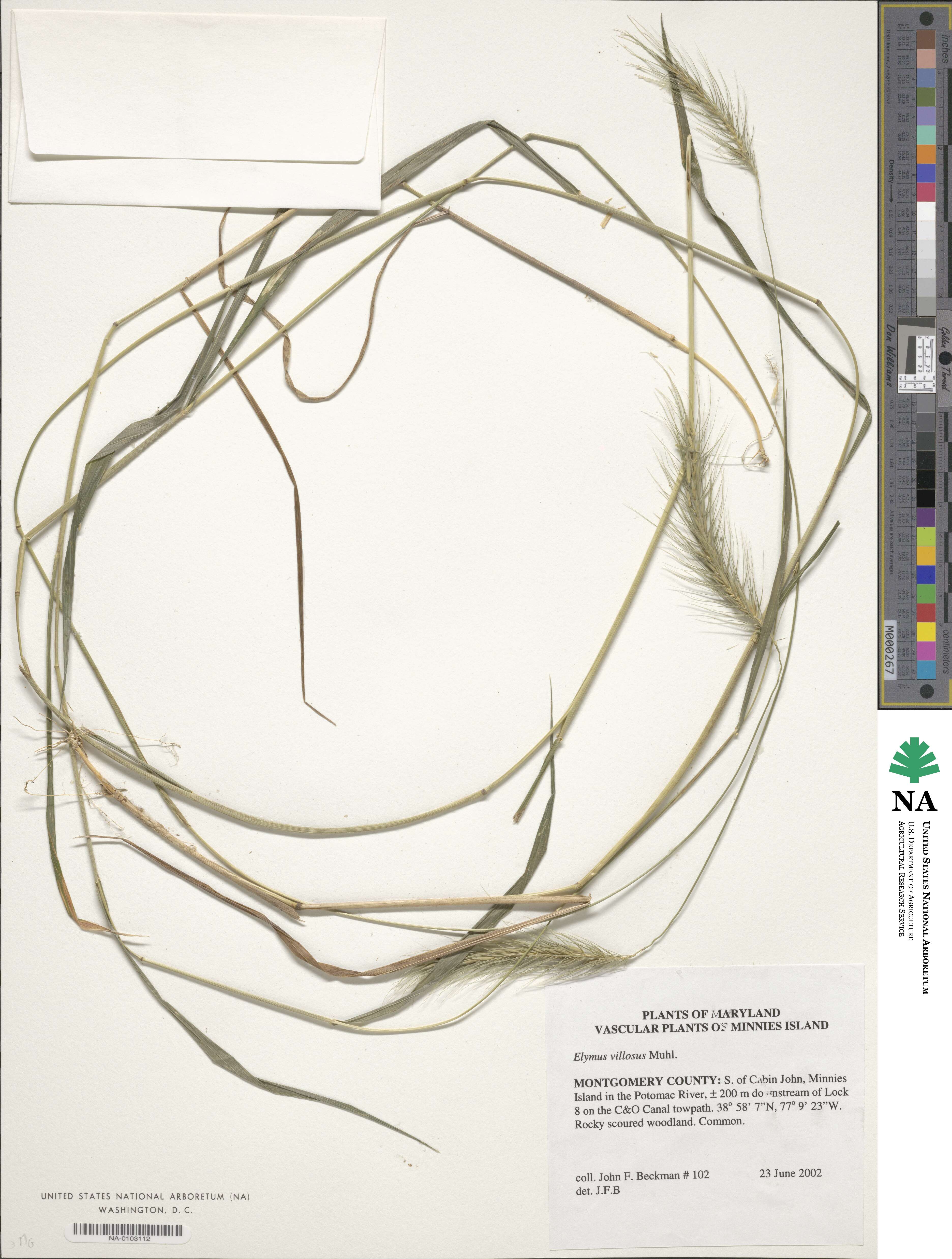 Elymus villosus image
