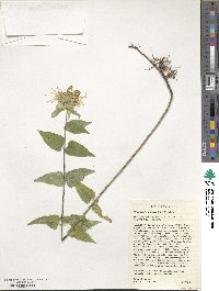 Monarda luteola image