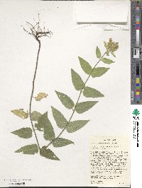 Monarda luteola image