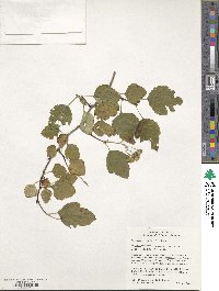 Physocarpus opulifolius image