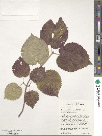 Viburnum molle image