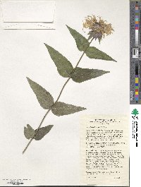 Monarda bradburiana image