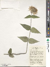 Monarda bradburiana image